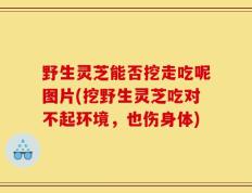 野生灵芝能否挖走吃呢图片(挖野生灵芝吃对不起环境，也伤身体)