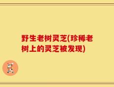 野生老树灵芝(珍稀老树上的灵芝被发现)