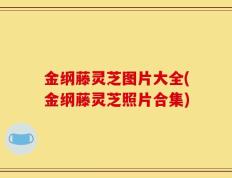 金纲藤灵芝图片大全(金纲藤灵芝照片合集)