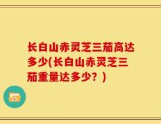 长白山赤灵芝三茄高达多少(长白山赤灵芝三茄重量达多少？)