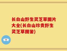 长白山野生灵芝草图片大全(长白山珍贵野生灵芝草图鉴)