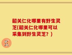 韶关仁化哪里有野生灵芝(韶关仁化哪里可以采集到野生灵芝？)