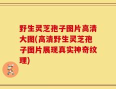 野生灵芝孢子图片高清大图(高清野生灵芝孢子图片展现真实神奇纹理)