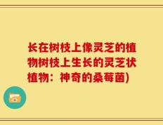 长在树枝上像灵芝的植物树枝上生长的灵芝状植物：神奇的桑莓菌)