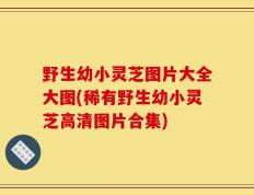 野生幼小灵芝图片大全大图(稀有野生幼小灵芝高清图片合集)