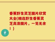 香蕉野生灵芝图片欣赏大全(精选野生香蕉灵芝高清图片，一览无余！)