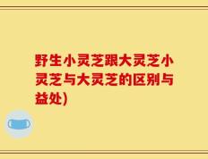 野生小灵芝跟大灵芝小灵芝与大灵芝的区别与益处)