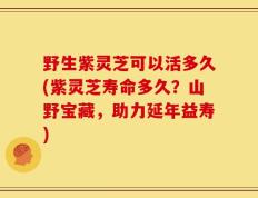 野生紫灵芝可以活多久(紫灵芝寿命多久？山野宝藏，助力延年益寿)