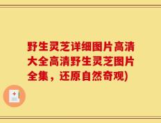 野生灵芝详细图片高清大全高清野生灵芝图片全集，还原自然奇观)