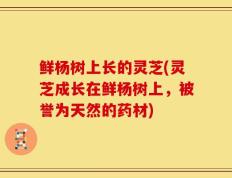 鲜杨树上长的灵芝(灵芝成长在鲜杨树上，被誉为天然的药材)