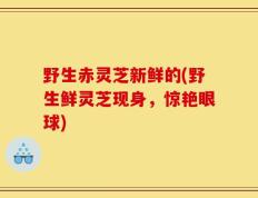野生赤灵芝新鲜的(野生鲜灵芝现身，惊艳眼球)