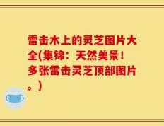 雷击木上的灵芝图片大全(集锦：天然美景！多张雷击灵芝顶部图片。)