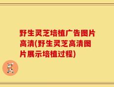 野生灵芝培植广告图片高清(野生灵芝高清图片展示培植过程)