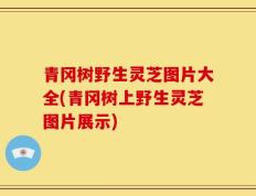 青冈树野生灵芝图片大全(青冈树上野生灵芝图片展示)