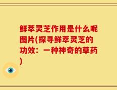 鲜萃灵芝作用是什么呢图片(探寻鲜萃灵芝的功效：一种神奇的草药)