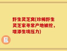 野生灵芝窝(珍稀野生灵芝家寻常产地被挖，增添生境压力)