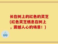 长在树上的红色的灵芝(红色灵芝栖息在树上，震撼人心的场景！)