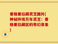 香格里拉藏灵芝图片(神秘环境万年灵芝：香格里拉藏区的奇幻景象)