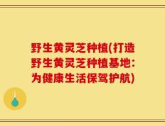 野生黄灵芝种植(打造野生黄灵芝种植基地：为健康生活保驾护航)