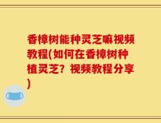 香樟树能种灵芝嘛视频教程(如何在香樟树种植灵芝？视频教程分享)