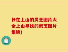 长在上山的灵芝图片大全上山寻找的灵芝图片集锦)