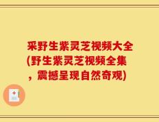采野生紫灵芝视频大全(野生紫灵芝视频全集，震撼呈现自然奇观)