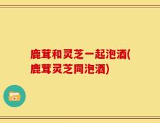 鹿茸和灵芝一起泡酒(鹿茸灵芝同泡酒)