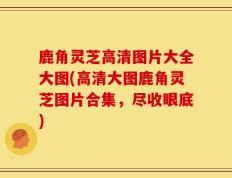 鹿角灵芝高清图片大全大图(高清大图鹿角灵芝图片合集，尽收眼底)