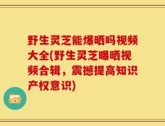野生灵芝能爆晒吗视频大全(野生灵芝曝晒视频合辑，震撼提高知识产权意识)