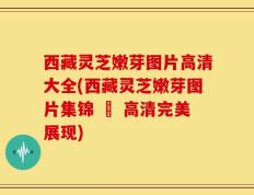 西藏灵芝嫩芽图片高清大全(西藏灵芝嫩芽图片集锦 – 高清完美展现)