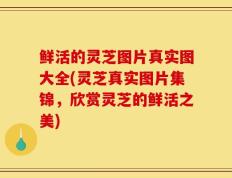 鲜活的灵芝图片真实图大全(灵芝真实图片集锦，欣赏灵芝的鲜活之美)