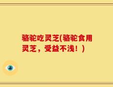 骆驼吃灵芝(骆驼食用灵芝，受益不浅！)
