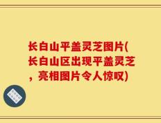 长白山平盖灵芝图片(长白山区出现平盖灵芝，亮相图片令人惊叹)