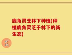 鹿角灵芝林下种植(种植鹿角灵芝于林下的新生态)