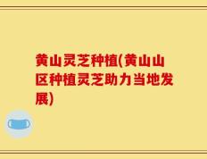 黄山灵芝种植(黄山山区种植灵芝助力当地发展)