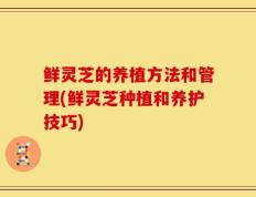 鲜灵芝的养植方法和管理(鲜灵芝种植和养护技巧)