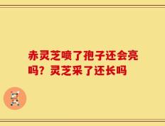 赤灵芝喷了孢子还会亮吗？灵芝采了还长吗