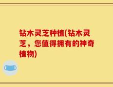 钻木灵芝种植(钻木灵芝，您值得拥有的神奇植物)