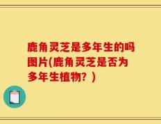 鹿角灵芝是多年生的吗图片(鹿角灵芝是否为多年生植物？)