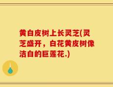 黄白皮树上长灵芝(灵芝盛开，白花黄皮树像洁白的巨莲花.)