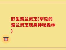 野生紫兰灵芝(罕见的紫兰灵芝现身神秘森林)