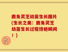 鹿角灵芝幼苗生长图片(生长之美：鹿角灵芝幼苗生长过程惊艳瞬间！)