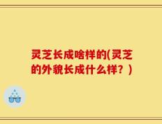 灵芝长成啥样的(灵芝的外貌长成什么样？)