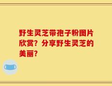 野生灵芝带孢子粉图片欣赏？分享野生灵芝的美丽？