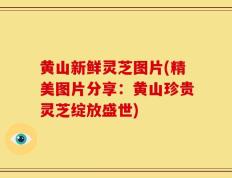 黄山新鲜灵芝图片(精美图片分享：黄山珍贵灵芝绽放盛世)