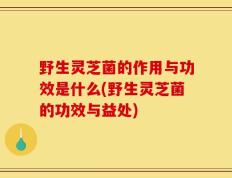野生灵芝菌的作用与功效是什么(野生灵芝菌的功效与益处)