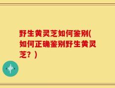 野生黄灵芝如何鉴别(如何正确鉴别野生黄灵芝？)
