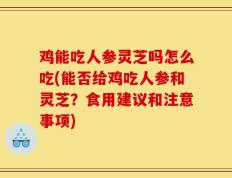 鸡能吃人参灵芝吗怎么吃(能否给鸡吃人参和灵芝？食用建议和注意事项)