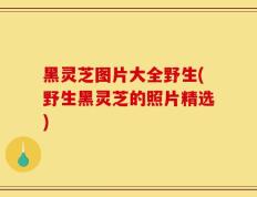 黑灵芝图片大全野生(野生黑灵芝的照片精选)
