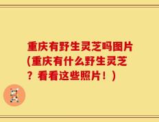重庆有野生灵芝吗图片(重庆有什么野生灵芝？看看这些照片！)
